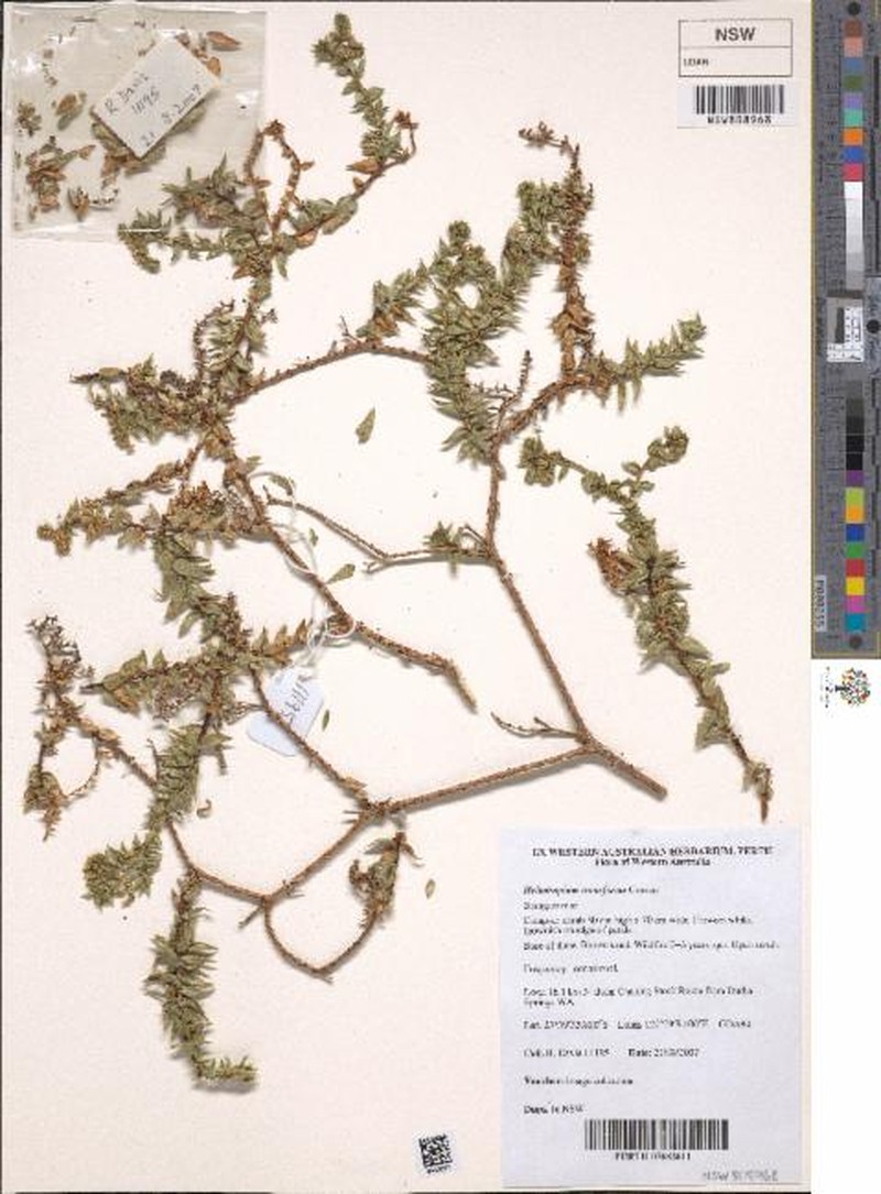 Euploca transformis photo 6