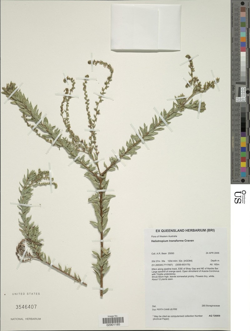 Euploca transformis photo 7