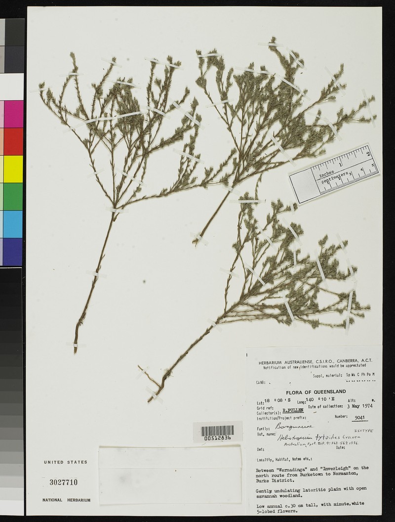Euploca tytoides