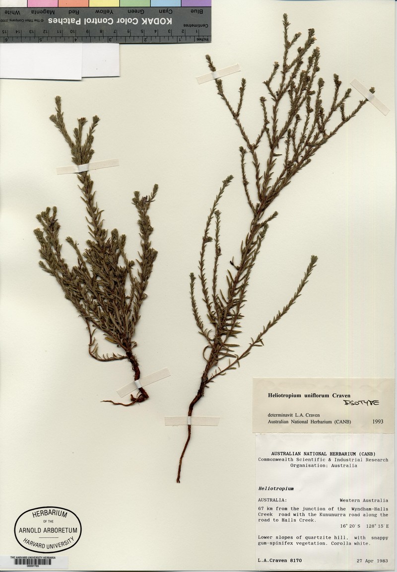 Euploca uniflora