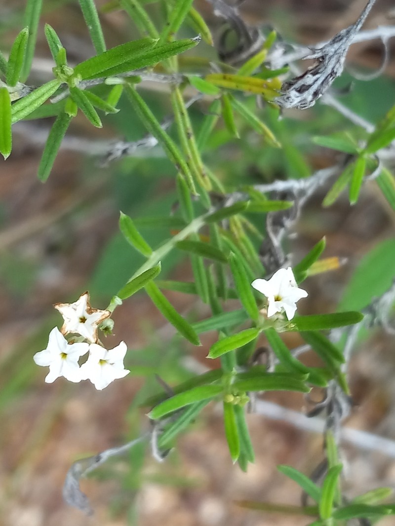 Euploca uninervis