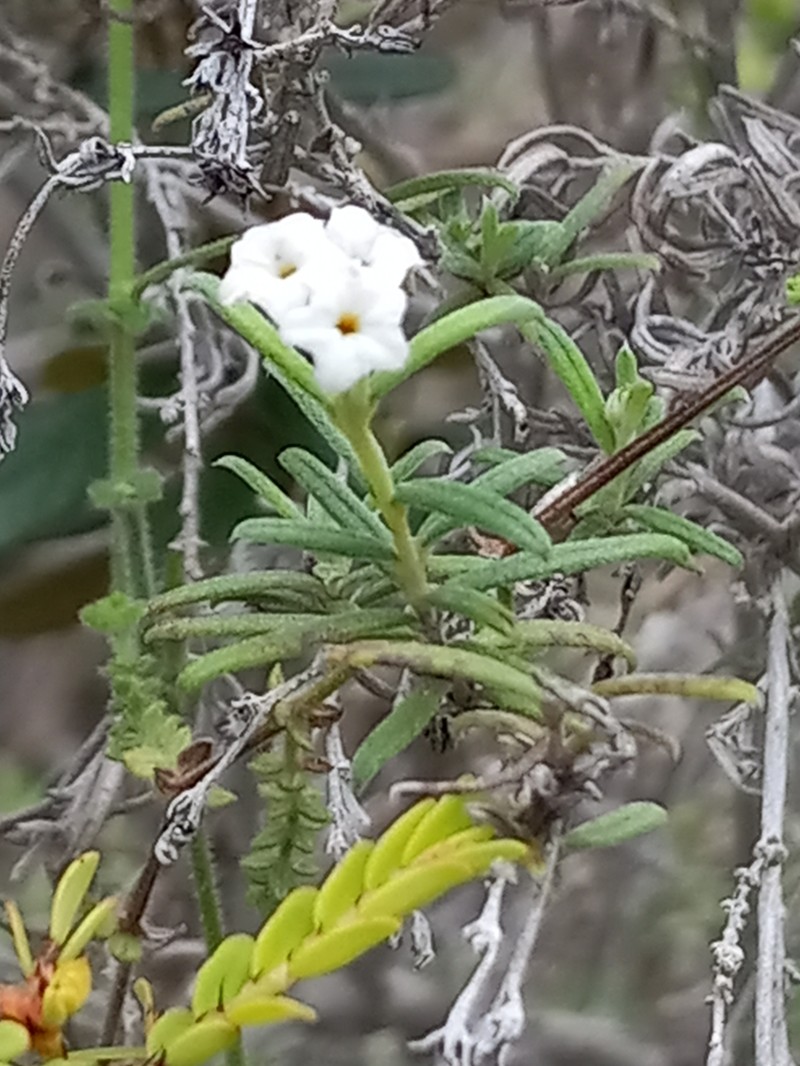 Euploca uninervis photo 4