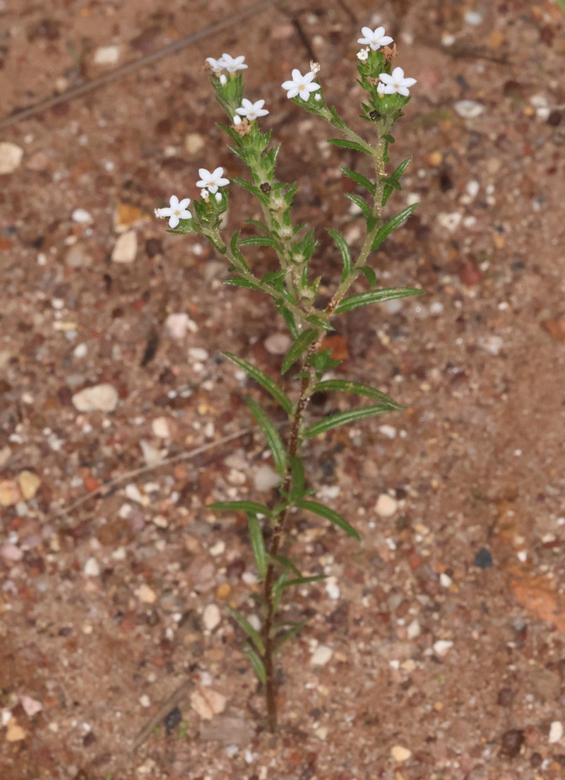 Euploca ventricosa