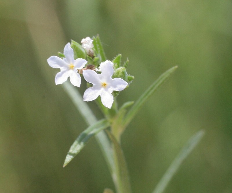 Euploca ventricosa photo 2