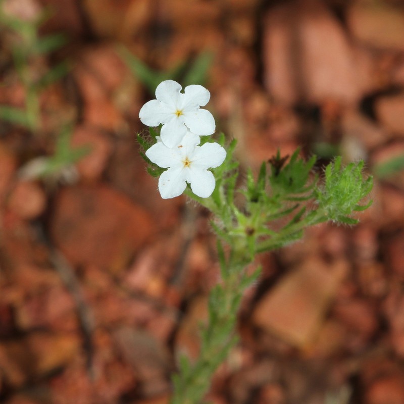 Euploca ventricosa photo 3