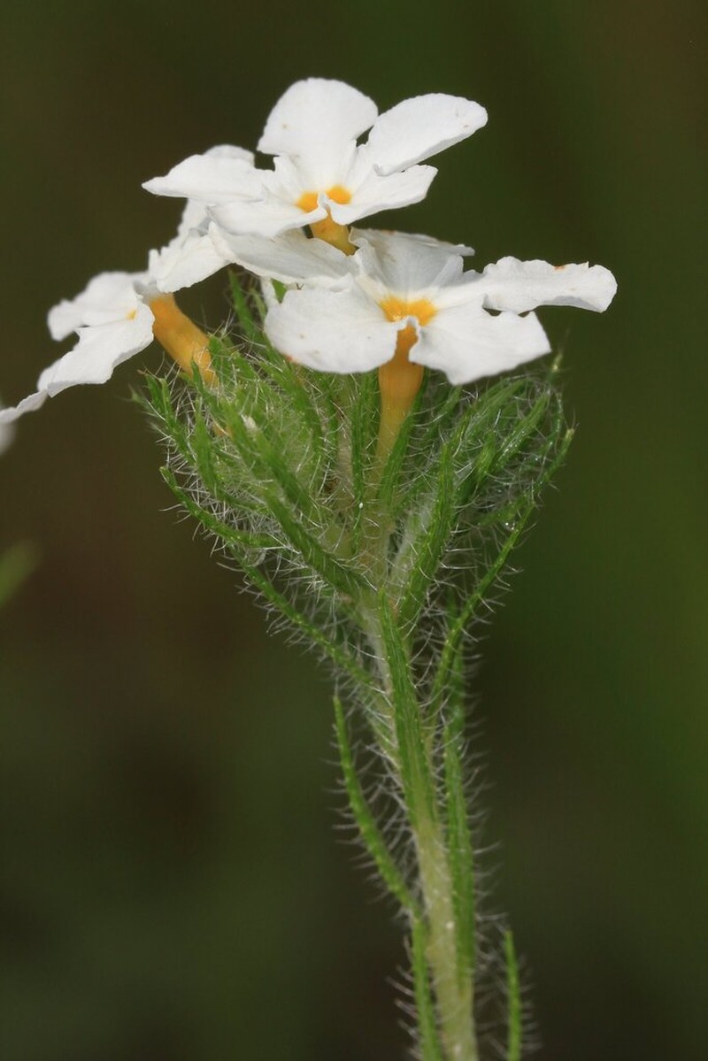 Euploca ventricosa photo 4