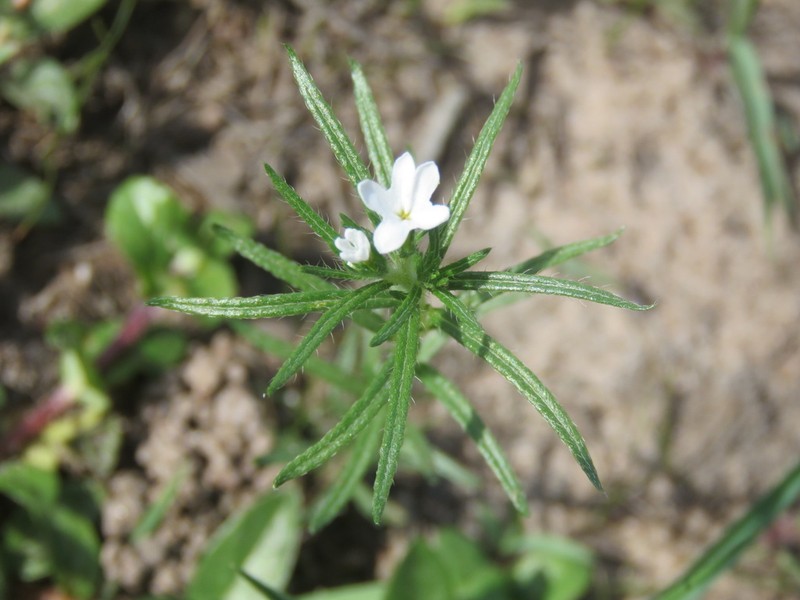 Euploca ventricosa photo 6