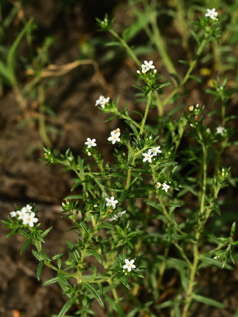 Euploca ventricosa photo 7