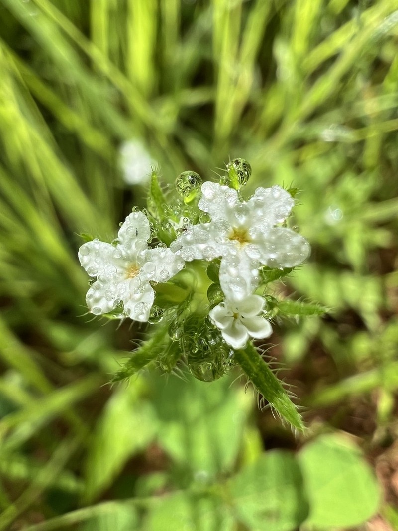 Euploca ventricosa photo 8