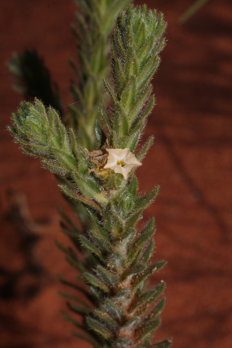 Euploca vestita photo 4