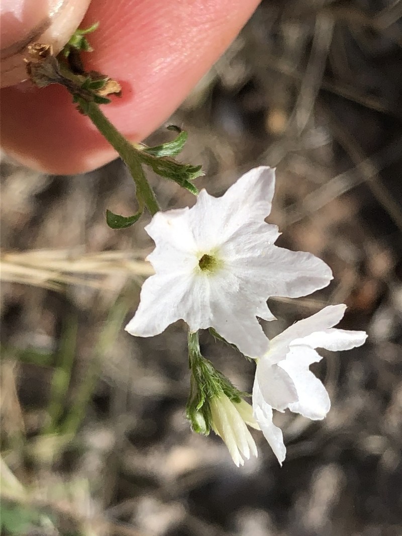 Euploca wigginsii