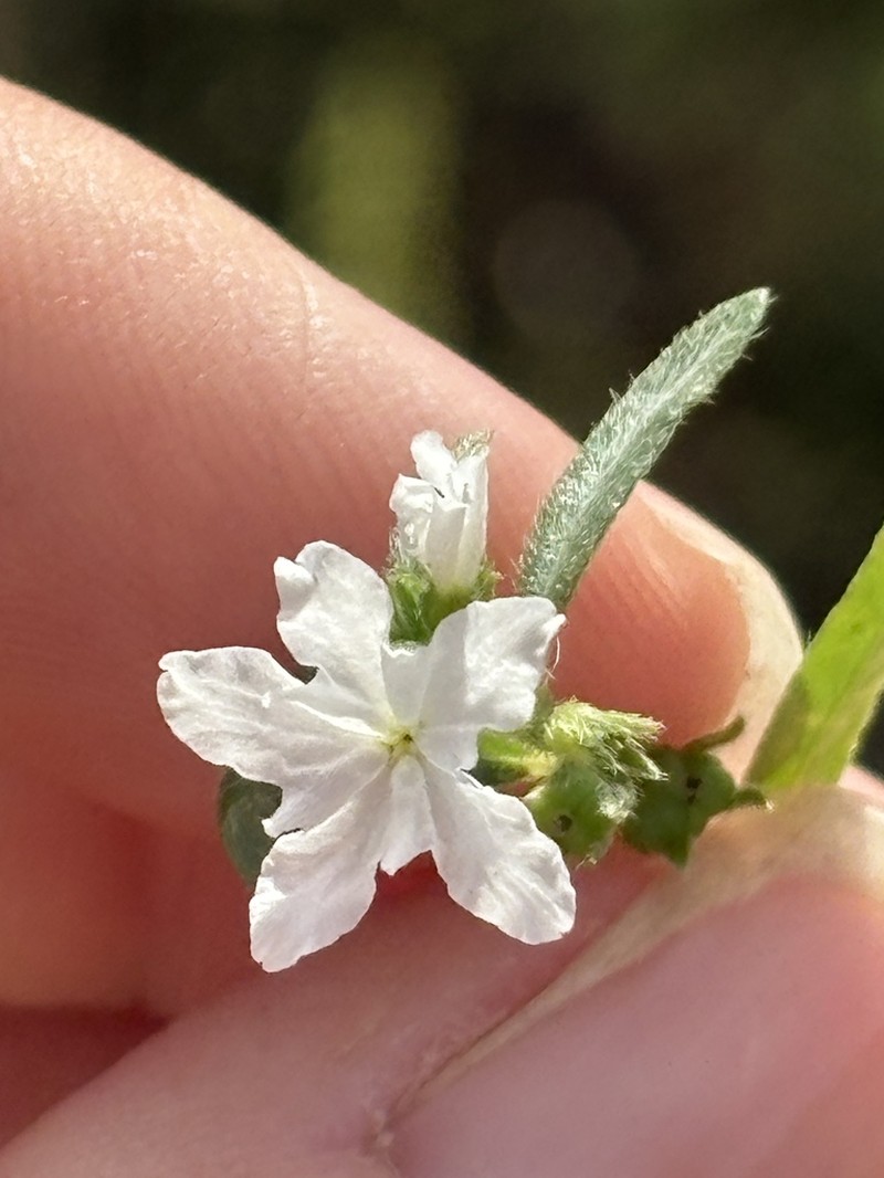 Euploca wigginsii photo 4