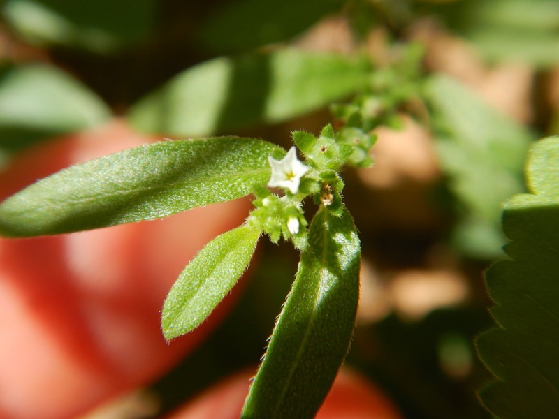 Euploca wigginsii photo 5