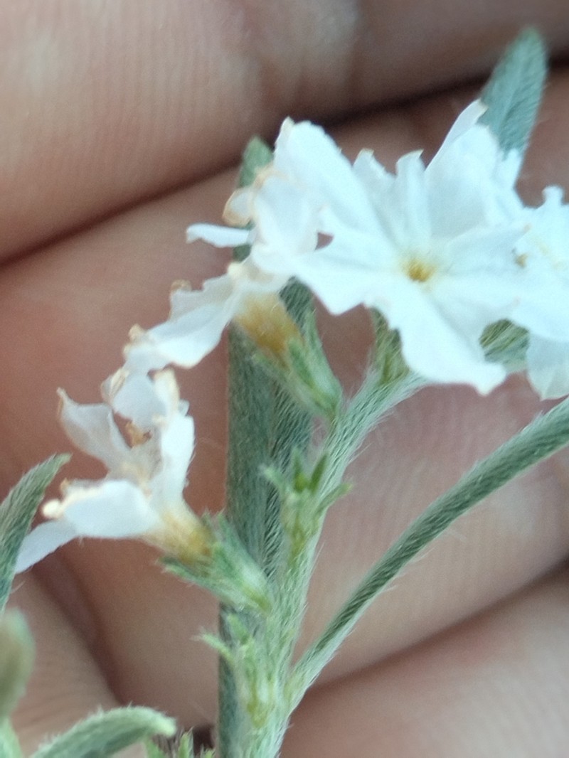 Euploca wigginsii photo 6