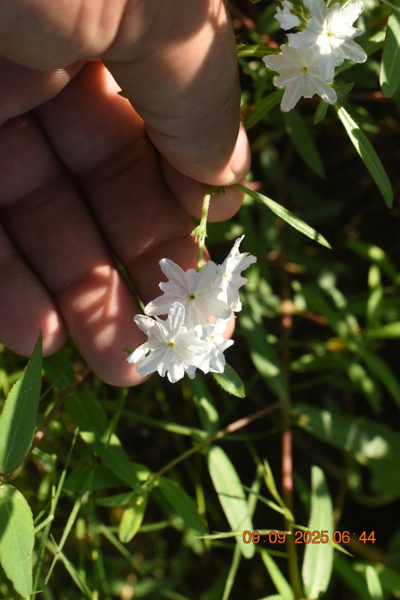 Euploca wigginsii photo 7