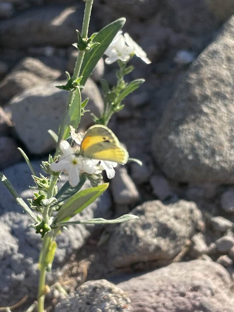 Euploca wigginsii photo 8