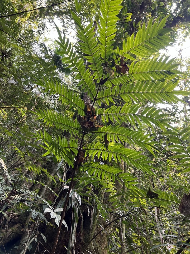 Eupodium cicutifolium