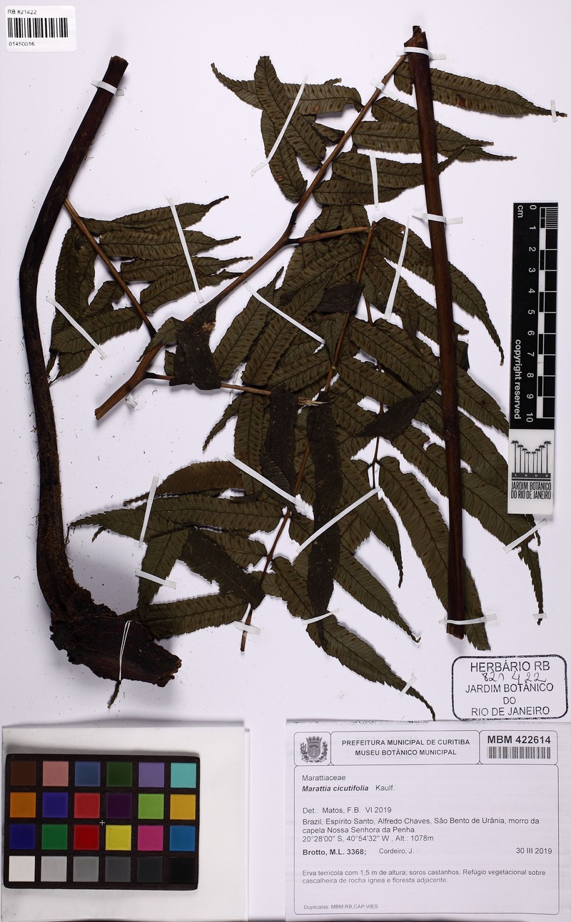 Eupodium cicutifolium photo 3