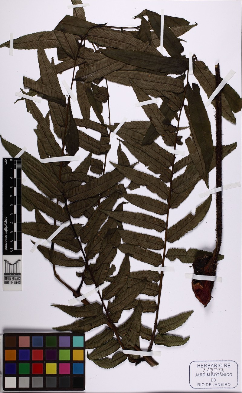 Eupodium cicutifolium photo 4