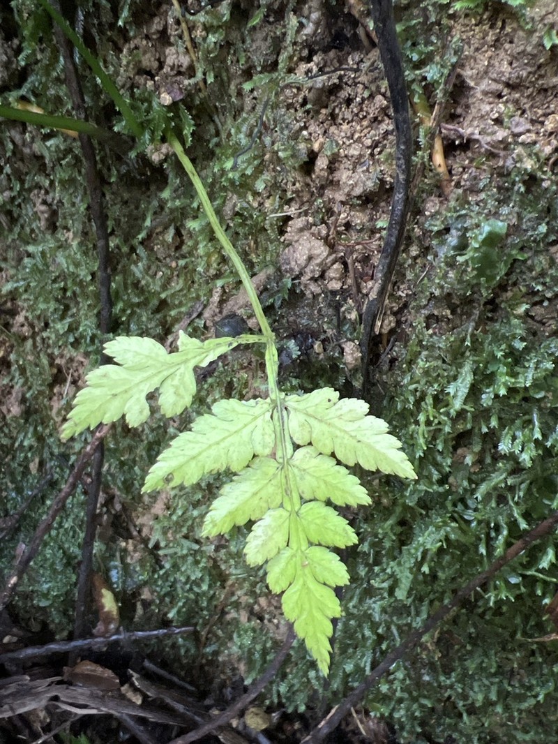 Smooth Potato Fern