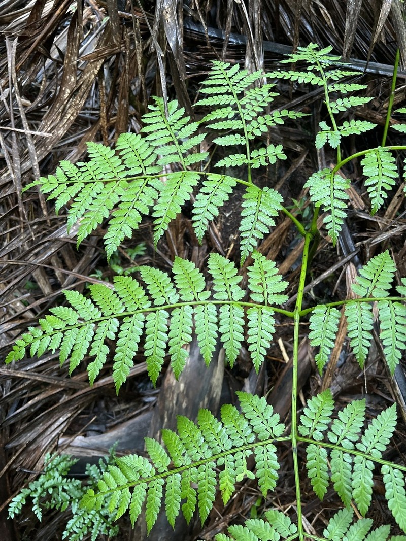 Smooth Potato Fern photo 2
