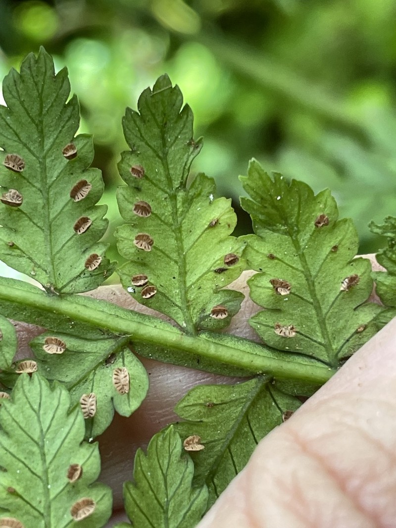 Smooth Potato Fern photo 4