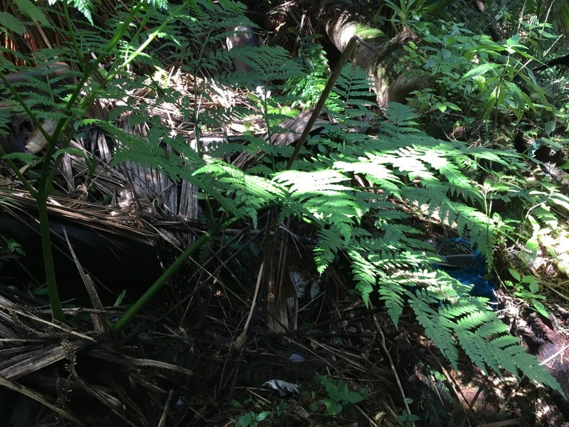 Smooth Potato Fern photo 5