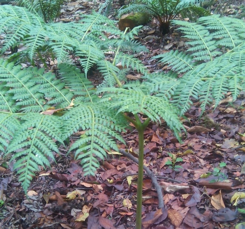 Smooth Potato Fern photo 6