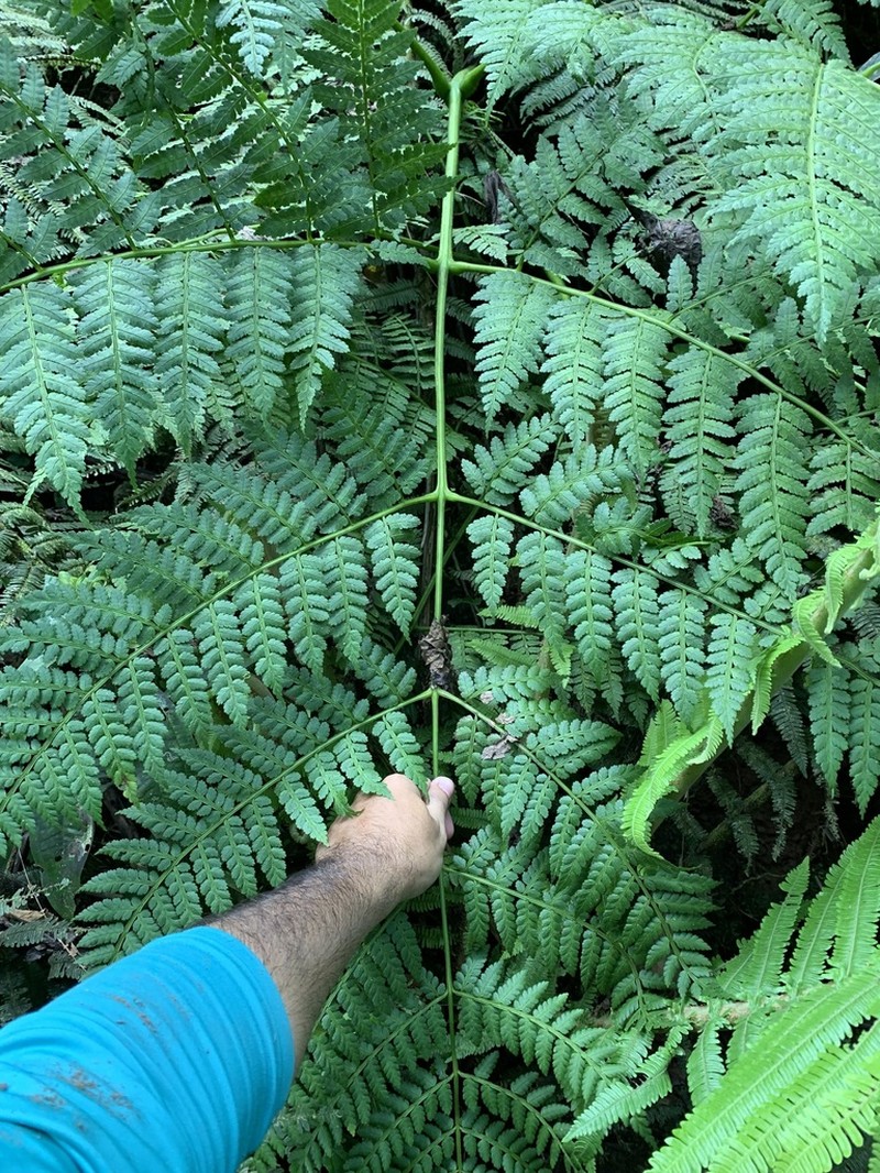 Smooth Potato Fern photo 7