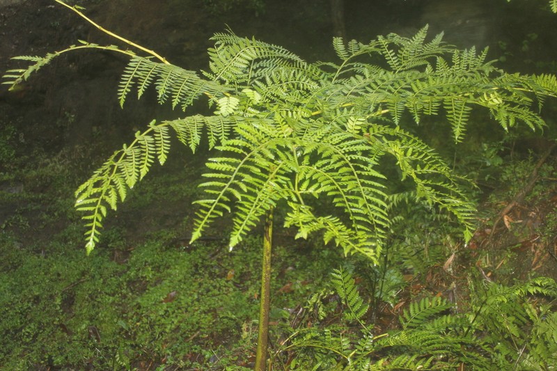 Smooth Potato Fern photo 8