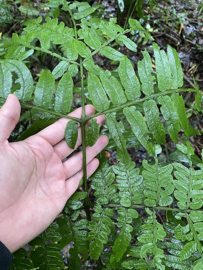 Eupodium pittieri