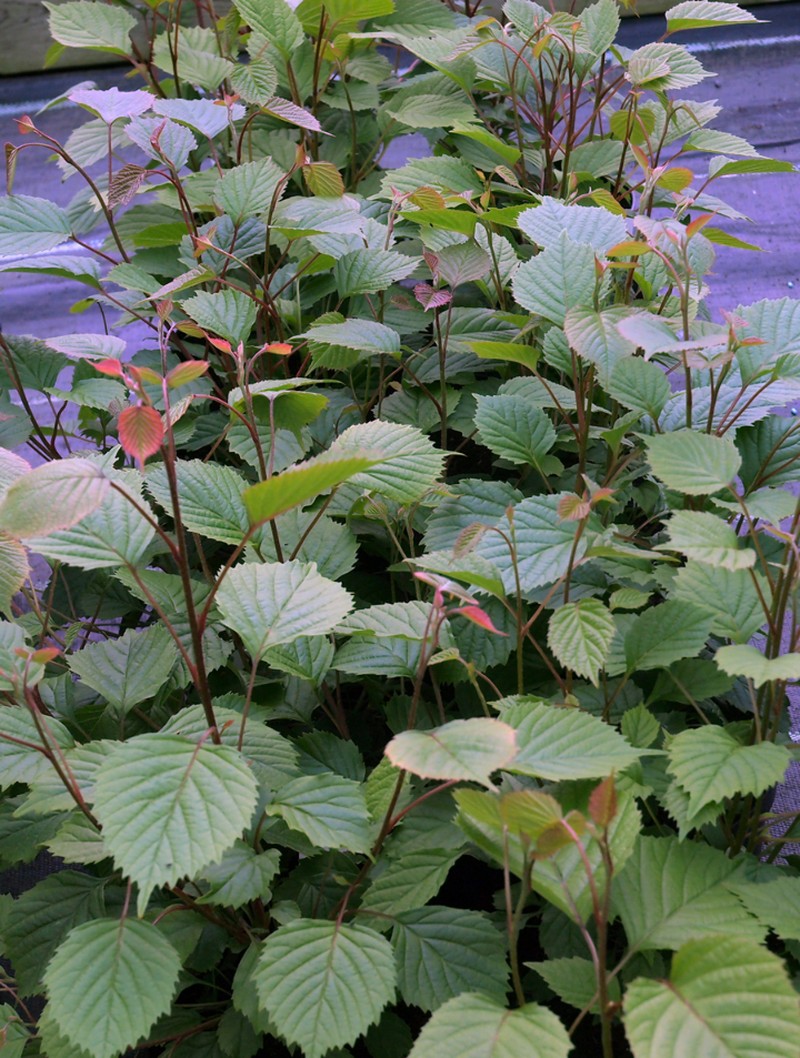Euptelea pleiosperma photo 2