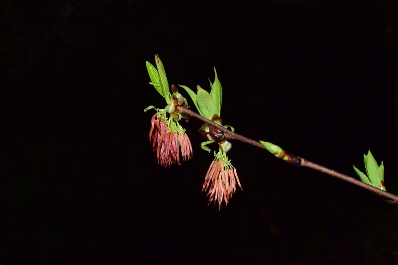 Euptelea pleiosperma photo 3