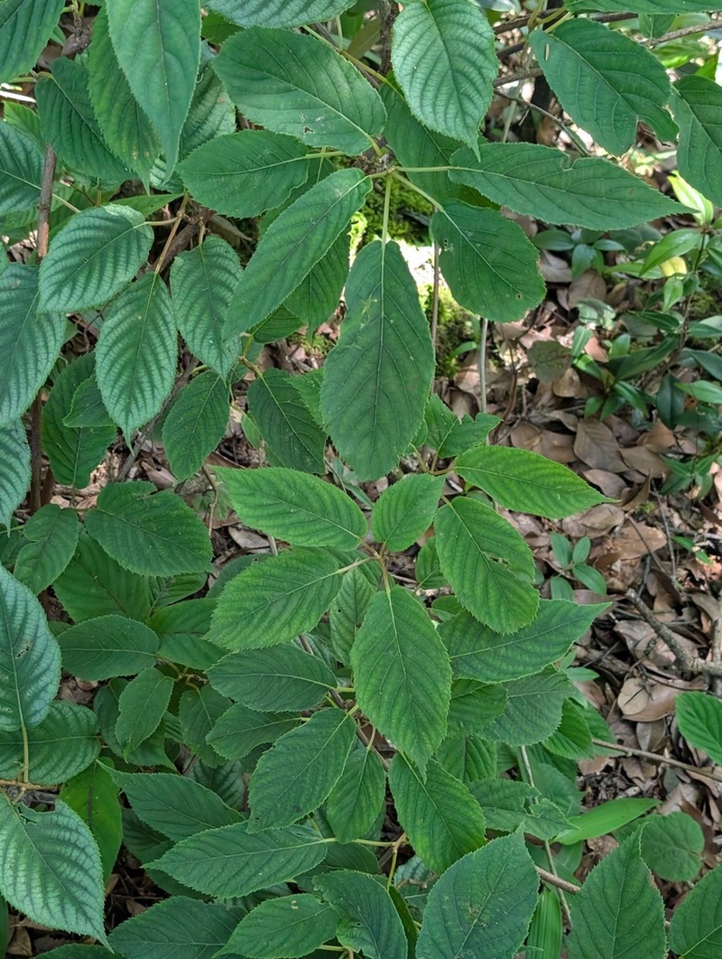 Euptelea pleiosperma photo 4