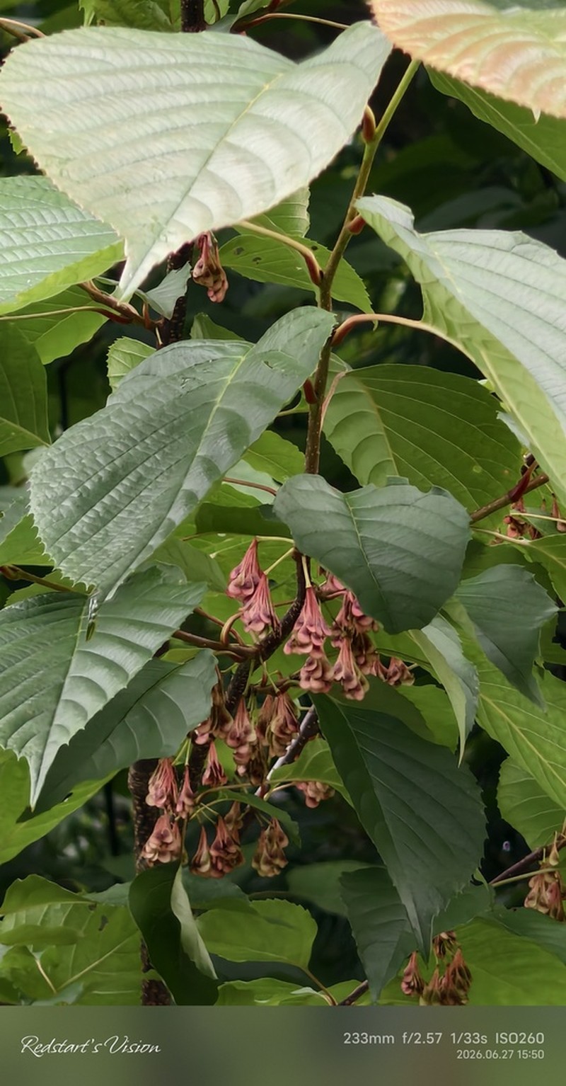 Euptelea pleiosperma photo 5