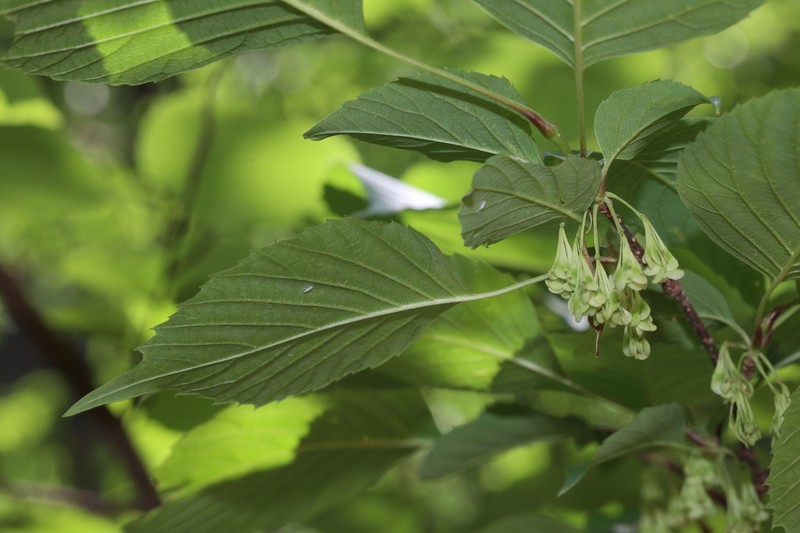 Euptelea pleiosperma photo 6