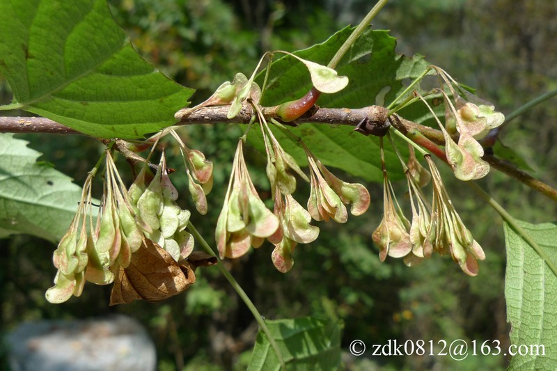Euptelea pleiosperma photo 7