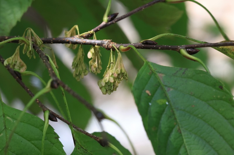 Euptelea pleiosperma photo 8