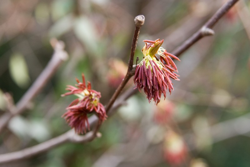Euptelea polyandra