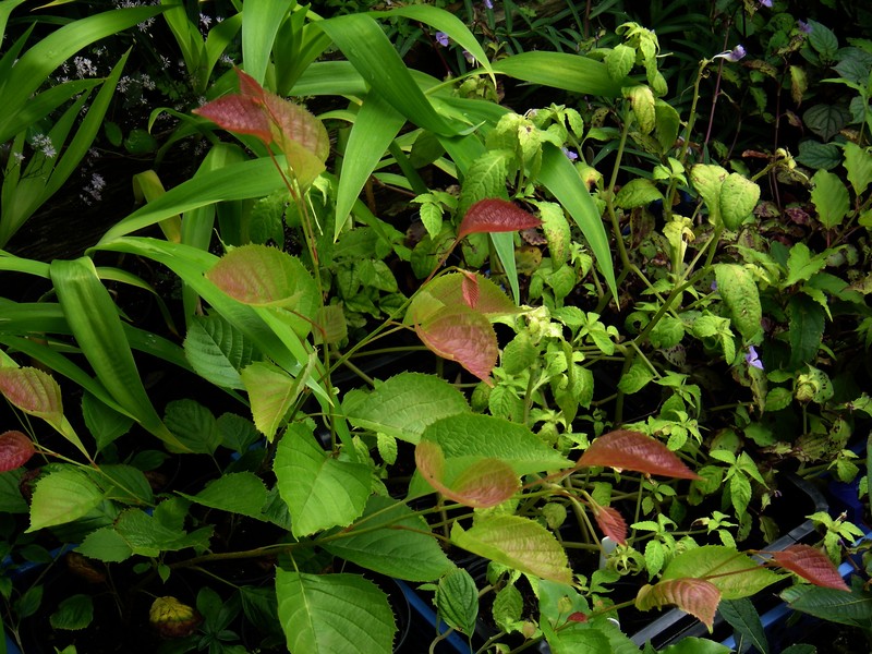 Euptelea polyandra photo 3
