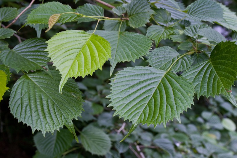 Euptelea polyandra photo 4