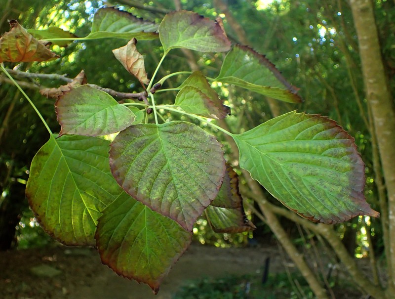 Euptelea polyandra photo 5