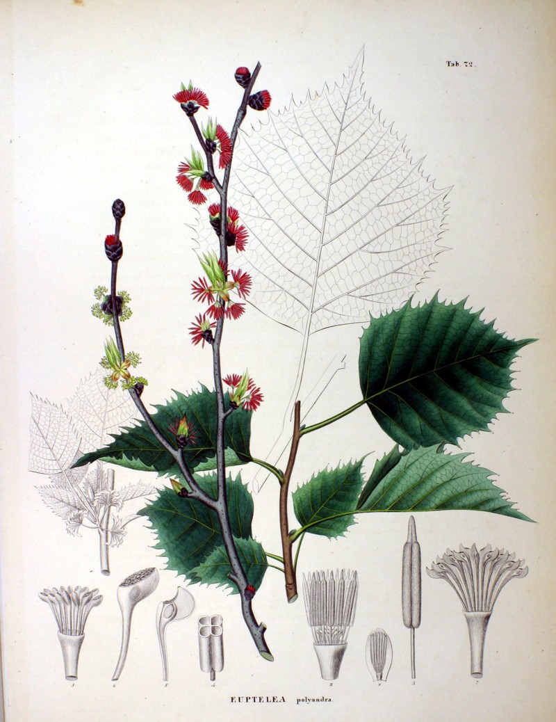 Euptelea polyandra photo 6