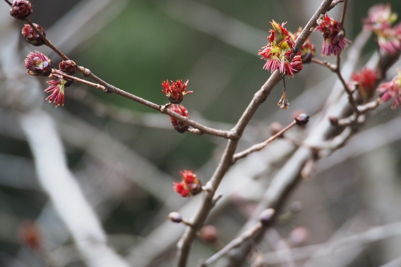 Euptelea polyandra photo 7