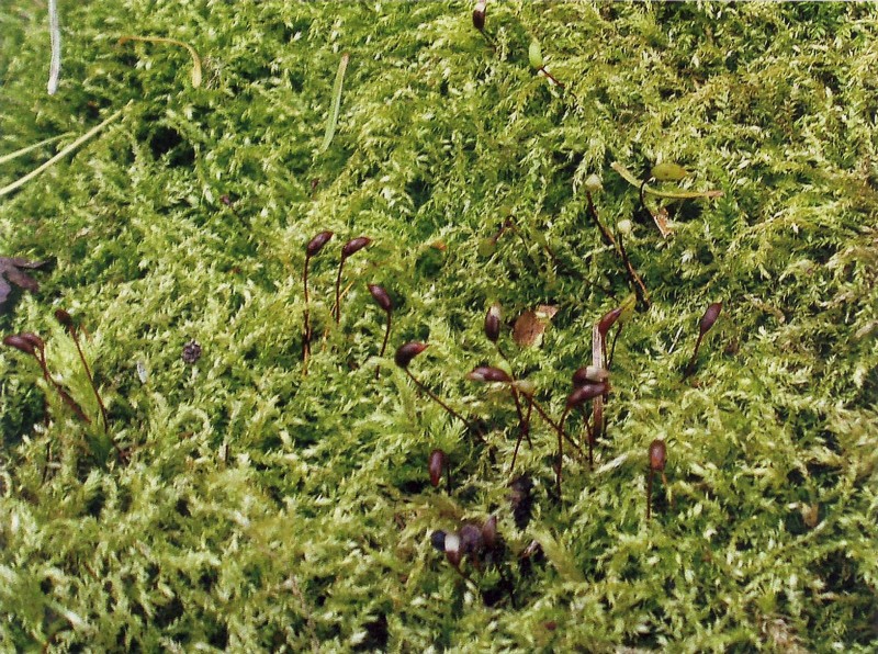 Eurhynchium Moss