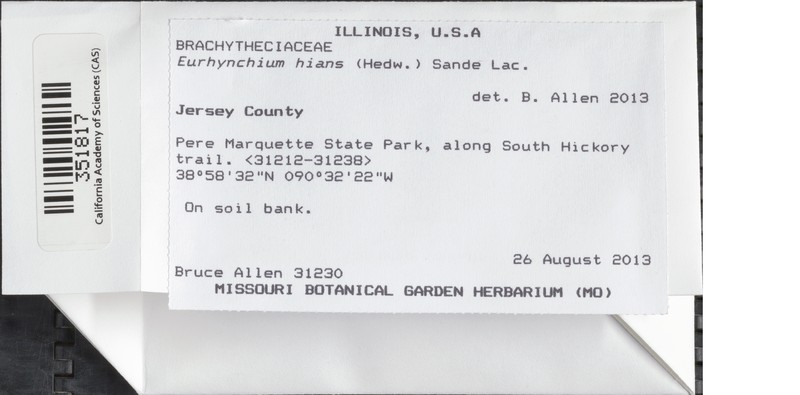 Eurhynchium Moss photo 2