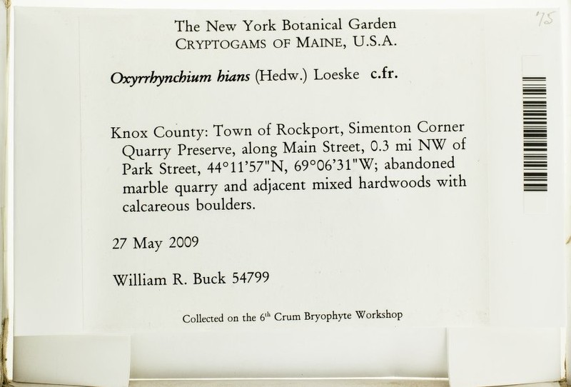 Eurhynchium Moss photo 3