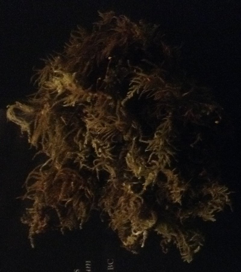 Oregon Eurhynchium Moss