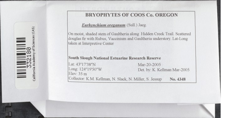 Oregon Eurhynchium Moss photo 2