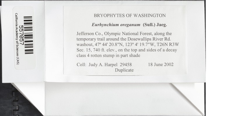 Oregon Eurhynchium Moss photo 5